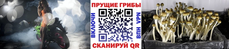 Псилоцибиновые грибы ЛСД  кракен ONION  Абинск 