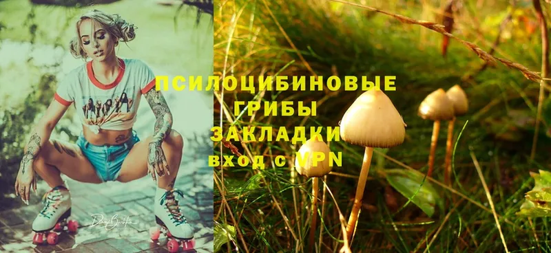 мега онион  Абинск  Псилоцибиновые грибы Psilocybine cubensis 